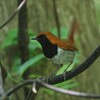 ホントウアカヒゲ