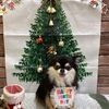 12月1日トリミング