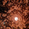 夜桜