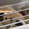 みかんちゃん抱っこしました