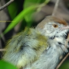 Common Tailorbird オナガサイホウチョウ(インドの鳥その5)