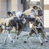 Zoo Boiseのリカオンの展示 もうすぐオープン