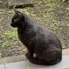 朝は黒猫三号がいた