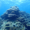 Dive168本目：石垣島1日目3本目  2024石垣島旅行記No.37