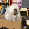 Y子お休みでのんびりふくちゃん
