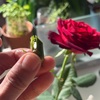 驚異的に生命力の強いバラの茎から芽が生えていたので土に植えてみた結果