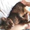 初めての猫写真とブログ読者さまの紹介（２）