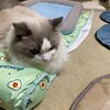 今朝も猛然とおもちゃ遊びしたふくちゃん