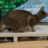 ふみのお尻が…