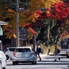 【高野山の紅葉と町歩き】秋色に染まる聖地と静かな路地裏を巡る旅
