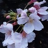 恩田川の桜