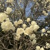 「ごめんなさい」を「ありがとう」に置き換えてみるレッスン。