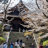 【西国第１４番札所観音堂】満開の桜に癒やされる三井寺（園城寺）参り