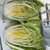 家庭菜園。ヒヨドリ来襲