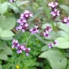 季節の花…雑草や実