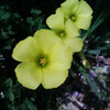 【アドエスphoto】公園の黄色い花
