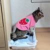 エル、乳腺腫瘍＜１０２＞