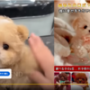 戯言「Youtubeで見かけた怪しいCM　子犬型ペットロボット」　更新：20250714