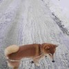 不思議なシマシマ？
