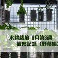 #39｜8月第3週の水替え｜野菜編