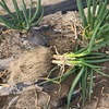 土が生きているから、ネギの根がすごい、見事！