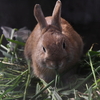 かわいいうさぎさんがいっぱい