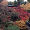 京都の紅葉