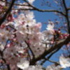 道後公園の桜は三分咲き