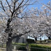 3月29日　お花見