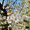 桜の花びら、別れと、ソーシャルワーク。