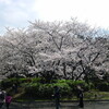 万博記念公園の桜