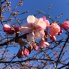 【桜便り】西郷山公園の河津桜