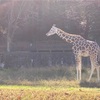 動物園行ってきたよ〜