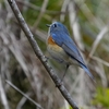 ２０２３年１月　早戸川林道、日向林道にて野鳥観察。