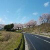 桜、三戸高校