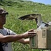 釣り糸でけがのオオミズナギドリ放鳥（沖縄県）