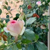 「ピエール　ドゥ　ロンサール」に魅せられて