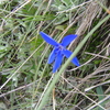 スイス高原の青い花