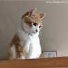 ２月２２日ねこの日だけど（２）