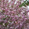 　航空公園の桜、その後