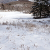雪の上に枯草