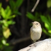 ついに旅立ち🐦