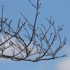 桜の新芽