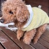 老犬ホームあん｜新人さん リョウ^^