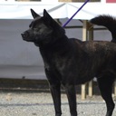 甲斐犬 壱大狼との日々