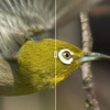 高速シャッターを切った野鳥写真を DxO PureRaw で処理すると，画質が劇的に改善！––新バージョンのテストもあるよ