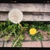 Photo No.1920 / しばらくは