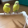 🕊セキセイインコが家族に…(^_^;)