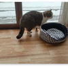 雪とやんちゃ猫の日常