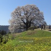 満開の醍醐桜 🌸